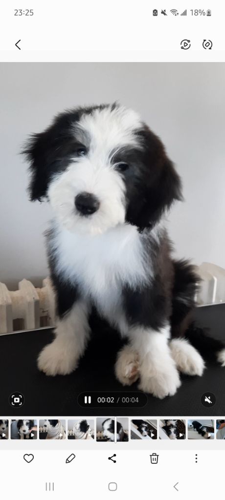 De Jéroline - Chiots disponibles - Bearded Collie