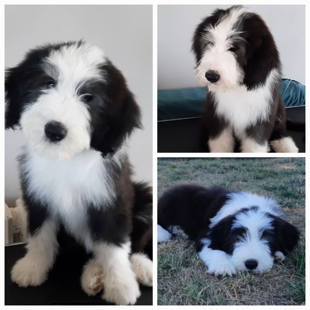 De Jéroline - Chiots disponibles - Bearded Collie
