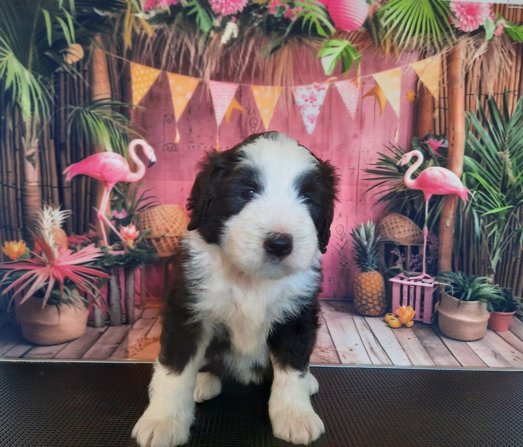 De Jéroline - Chiots disponibles - Bearded Collie
