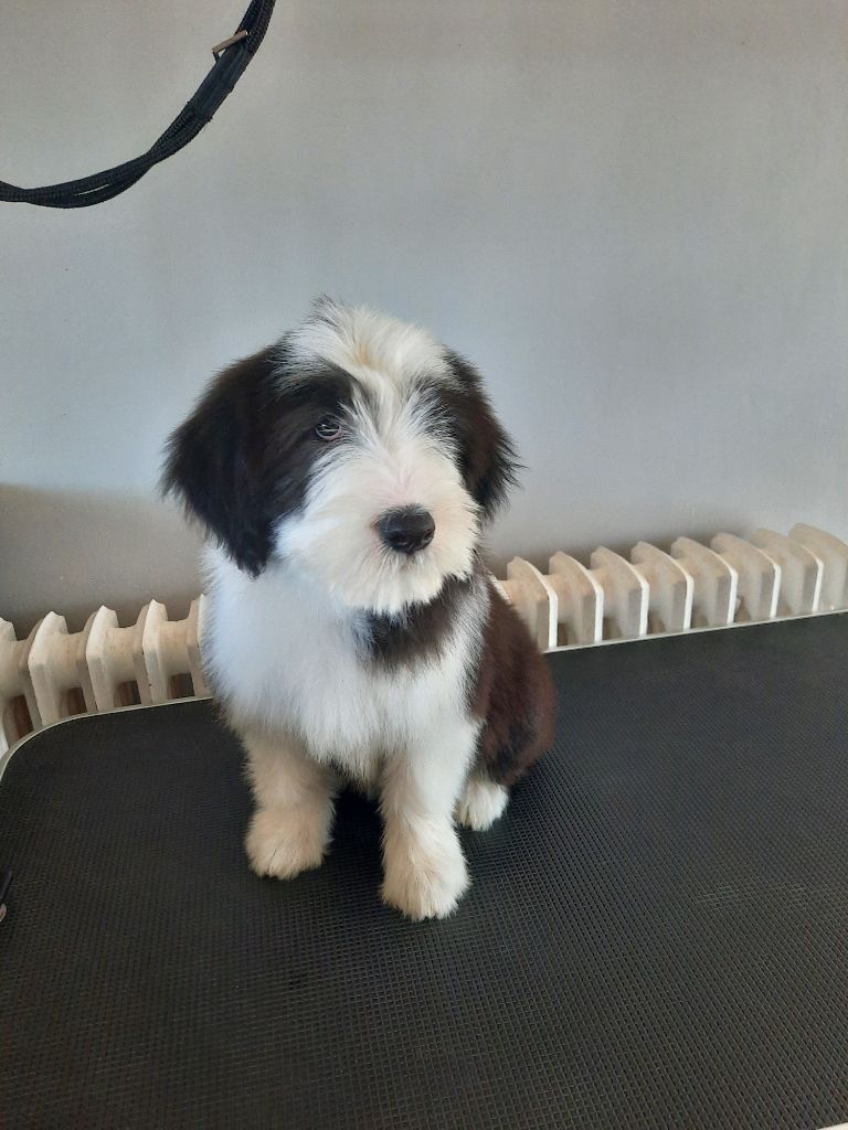 De Jéroline - Chiots disponibles - Bearded Collie