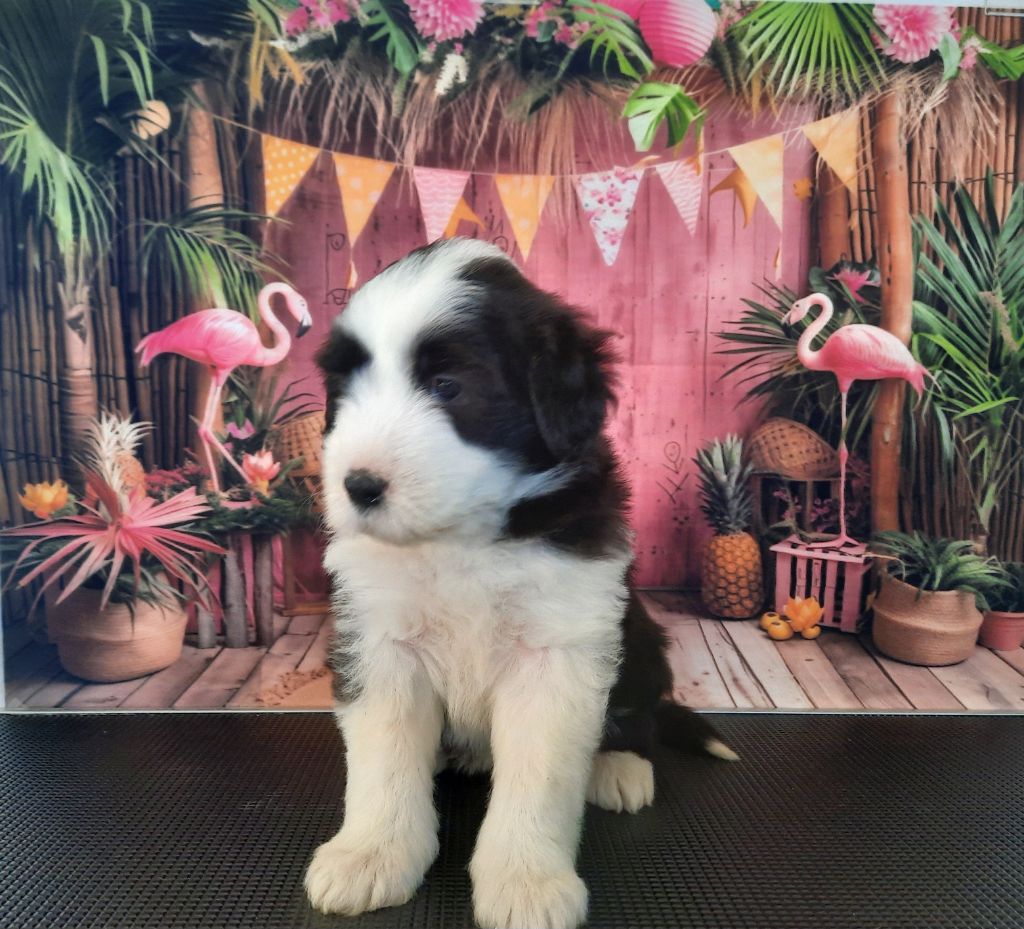 De Jéroline - Chiots disponibles - Bearded Collie