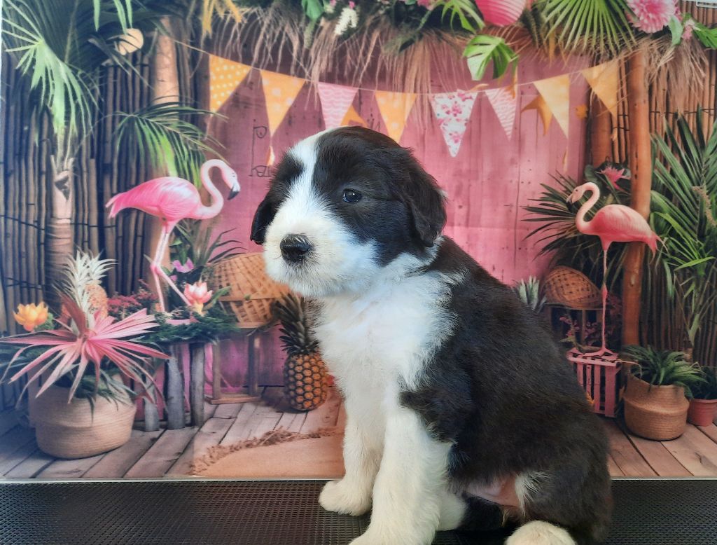 De Jéroline - Chiots disponibles - Bearded Collie